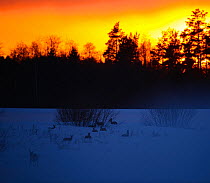 Roe Deer (Capreolus capreolus) bedding down on snow under a setting sun. Virumaa, Estonia, Europe, March.