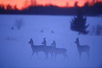 Four Roe Deer (Capreolus caprelous) in snow. Virumaa, Estonia, Europe, March.