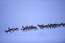 Large herd of Roe Deer (Caperolus capreolus) running across snow. Virumaa, Estonia, Europe, March.