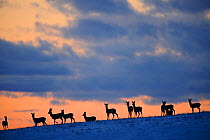 Herd of Roe Deer (Capreolus capreolus) silhouetted on the horizon. Virumaa, Estonia, Europe, March.
