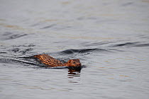 American Mink (Mustela vison) swimming at water surface. Estonia, Europe, April.