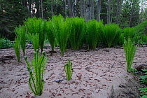 Ostrich Fern (Matteuccia struthiopteris) growing from sand in woodland. Estonia, Europe, May.