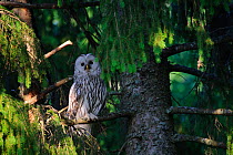 Ural Owl (Strix uralensis) perched in a tree. Tartu, Estonia, Europe, May.