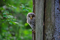 Ural Owl chick  (Strix uralensis) looking from a tree. Tartu, Estonia, Europe, June.
