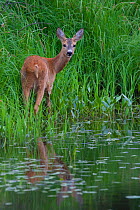 Roe Deer (Capreolus capreolus) by river bank. Estonia, Europe, June.