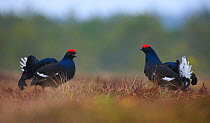 Black Grouse (Tetrao tetrix) males standing off at a lek. Estonia, Europe, April.