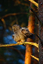 Ural Owl (Strix uralensis) sleeping in a tree. Estonia, Europe, May.