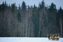 Small herd of Roe Deer (Capreolus capreolus) looking back at the photographer against forested background. Virumaa, Estonia, Europe, February.