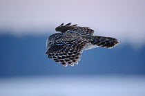 Ural Owl (Strix uralensis) in flight. Virumaa, Estonia, Europe, February.