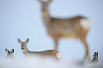 Roe Deer (Capreolus capreolus) from different angles, only one in focus. Virumaa, Estonia, Europe, March. Winner of the Mammals category in GDT competition 2013. 2nd Prize in the Mammals Category of M...