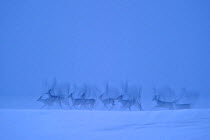 Roe Deer (Capreolus capreolus) herd travelling through snow and fog. Virumaa, Estonia, Europe, March.