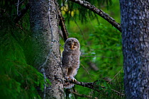 Ural Owl (Strix uralensis) chick perched. Estonia, Tartu, Europe, June.