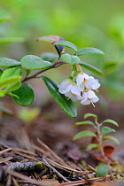 Cowberry (Vaccinium vitis-idaea) in flower. Estonia, Europe, June.