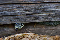 Grass Snake (Natrix natrix) looking out from between wood slats. Estonia, Europe, June.