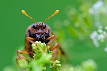 Portrait of a May Beetle (Scarabaeidae) on foliage. Estonia, Europe, June.