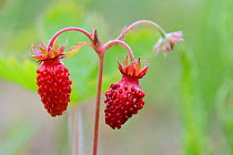 Woodland Strawberries (Fragaria vesca) developing on stem. Estonia, Europe, June.