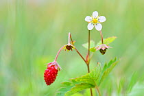Woodland Strawberry (Fragaria vesca) and flower on stem. Estonia, Europe, June.