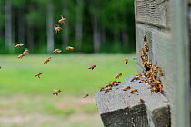 Honey Bees (Apis mellifera) flying around the entrance to their (domestic) hive. Estonia, Europe, June.