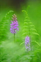 Common Spotted Orchid (Dactylorhiza fuchsii) in soft focus by fern fronds. Estonia, Europe, June.