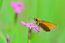 Small Skipper Butterfly (Thymelicus sylvestris) feeding on flowers. Estonia, Europe, June.
