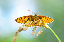 Fritillary butterfly (Melitaea sp.)  either Heath or False Heath  at rest on a grass stem. Estonia, Europe, June.