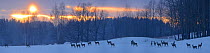 Roe Deer (Capreolus capreolus) herd in snowy landscape. Estonia, Europe, March.
