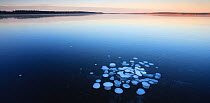 Frozen bubbles captured in ice on the surface of lake. South Estonia, Europe, January 2008.