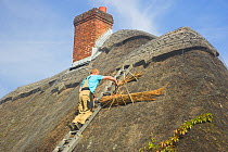 Thatcher repairing thatched roof of cottage in the  New Forest, Hampshire, UK, September 2010