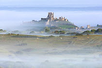 Corfe Castle rising out of mist, viewed from Kingstone, Purbeck, Dorset, UK, September 2010