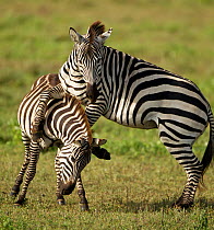 Common Zebra (Equus quagga) stallions fighting. Naabi Plains, Serengeti National Park, Tanzania.
