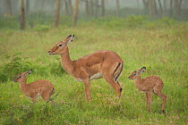 Impala (Aepyceros melampus) female with babies hunched in rain. Lake Nakuru National Park, Kenya, East Africa.