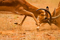 Impala (Aepyceros melampus) males fighting. Samburu Game Reserve, Kenya, East Africa.