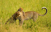 Leopard (Panthera pardus) mother playing with her cub. Seronera area, Serengeti National Park, Tanzania.