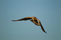 Lesser Kestrel (Falco naumanni) on migration. Serengeti National Park, Tanzania.