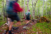 Two men hiking through a Paper birch forest on the Appalachian Trail, Crocker Mountain, Stratton, Maine, USA, Model released, May 2010