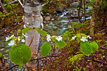 Hobblebush (Viburnum lantanoides) in flower beside Paper birch tree and stream on Appalachian Trail, Crocker Mountain, Stratton, Maine, USA, May 2010