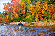 Man fly-fishing on the Swift River in Albany, White Mountains, New Hampshire USA, autumn, Model released, October 2010