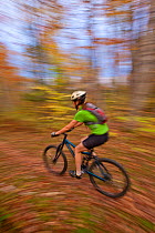 Woman mountain biking on a trail in an abandoned granite quarry on Millstone Hill, Barre, Vermont, USA. autumn. Model released, October 2010