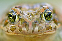 Portrait of Balearic Green Toad (Pseudepidalea balearica / Bufo balearicus) close up, Mallorca, The Mediterranean.
