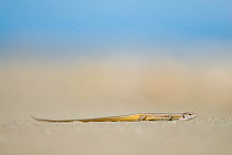 Large Psammodromus Lizard (Psammodromus algirus) against sand. Ebro Delta, Spain.