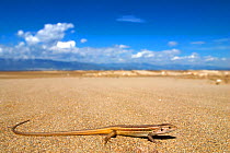 Large Psammodromus (Psammodromus algirus) on sand against habitat plains. Ebro Delta, Spain.