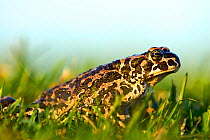 Green Toad (Bufo viridis) in profile on grass. Belarus, Europe, July.