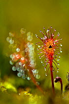 Great Sundew (Drosera anglica) peduncles, with sticky droplets to ensnare insects. Belarus, Europe, July.