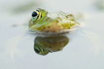 Edible Frog (Pelophylax kl. esculentus / Rana esculenta) at water surface, with a missing eye. Belgium, Europe, May.
