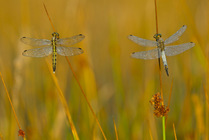 Pair of White-Tailed Skimmers / Shiokara Dragonflies (Orthetrum albistylum) basking on grass stems, male (left) and female. France, Europe.