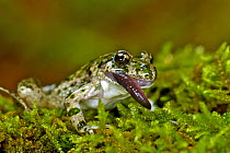 Common Parsley Frog (Pelodytes punctatus) feeding on a worm. France, Europe.