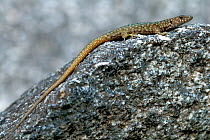 Bedriaga's Rock Lizard (Archaeolacerta bedriagae) basking on rock. Corsica, the Mediterranean, August.