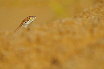 Schreiber's Fringe-fingered Lizard (Acanthodactylus schreiberi) looking over sand. Cyprus, the Mediterraneum, August.