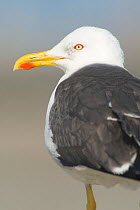 Lesser Black-backed Gull (Larus fuscus). Belgium, August.