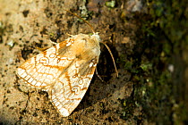 Hearth Moth (Dicycla oo) against bark. Belgium, June.